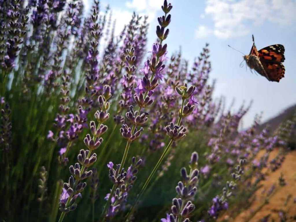 Morbi vitae purus dictum, ultrices tellus in, gravida lectus. 